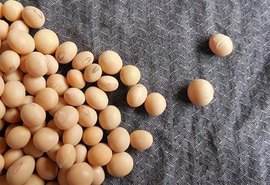 Etanol de soja em escala industrial reforça protagonismo do Brasil em biocombustíveis