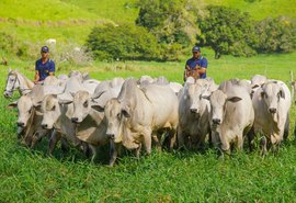 3º Mega Touros SMP vai apresentar animais neste sábado (11); leilão acontece no domingo (12)