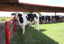 JJPZ é o 6º melhor  expositor  de girolando meio sangue do Brasil