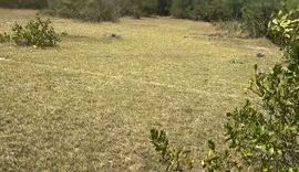 Mulher trans é encontrada morta em área de mata de Coruripe