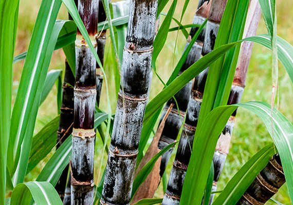 AL mantém liderança como maior produtor de cana do NE