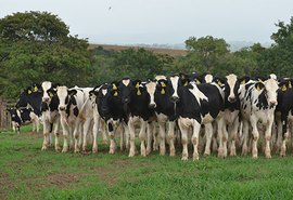 Recria de novilhas incentiva pecuária entre associados da Pindorama