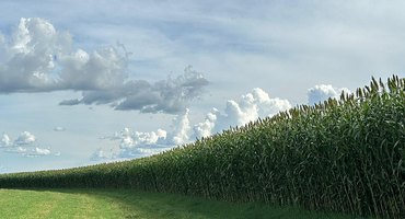 Novo sorgo forrageiro gigante chega ao mercado com alta produtividade e qualidade