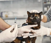 Mitos sobre gatos vira-latas podem colocar a saúde dos pets em risco