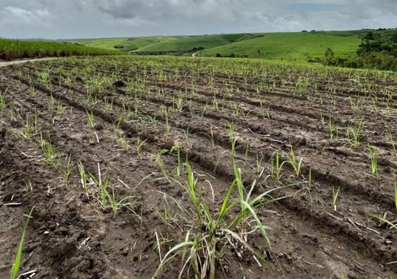 Produtores iniciam plantio de inverno da cana