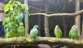 Aves vítimas do tráfico e ameaçadas de extinção chegam a Alagoas