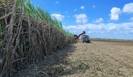 Crise da cana em AL: prejuízo dos fornecedores passa de R$ 330 milhões