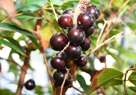 Do Campo ao Vinho, a Jabuticaba de Alagoas conquista paladares exigentes