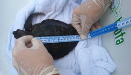 Resgatada no Litoral Norte, tartaruga marinha em estado delicado é o segundo caso do mês