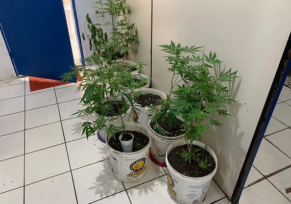 Em Maceió, homem é preso com plantação de maconha no quintal