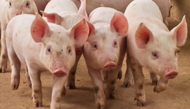 China, Paraguai e Palau abrem mercados para produtos brasileiros