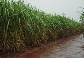 Chuvas voltam a causar prejuízos na safra 22/23