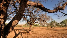 Dia do Meio Ambiente destaca ações de enfrentamento à desertificação