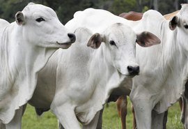 Preço da carne bovina deve depender da oferta em 2024