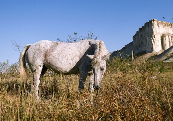 Placa dental da Idade do Ferro revela dieta dos citas, aponta estudo