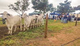 Dia de Campo da RB Agropecuária apresenta animais do 1º Leilão Brahman e Nelore