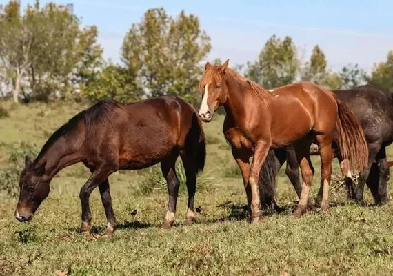 Haras registra morte de 69 cavalos após suspeita de ração contaminada em Alagoas