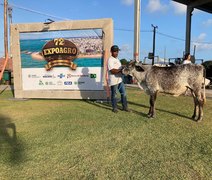 Exposições regionais do gado leiteiro têm início na 72ª Expoagro Alagoas