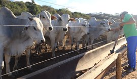 Reação da arroba reacende expectativas na pecuária