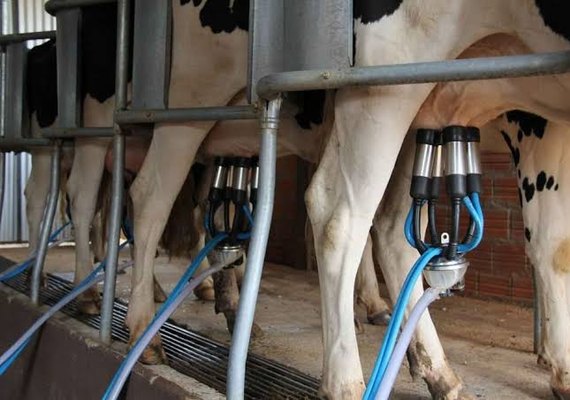 Crise do leite se aprofunda e Alagoas pode perder meio bilhão ao ano