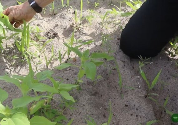 Agricultura regenerativa transforma a produção rural no sul de Alagoas