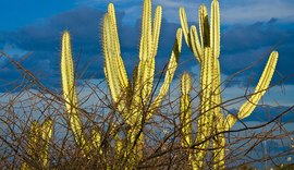 Fungos da Caatinga podem combater doenças agrícolas e reduzir uso de fungicidas
