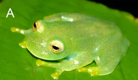 Nova espécie de perereca é descoberta no Cerrado de Goiás