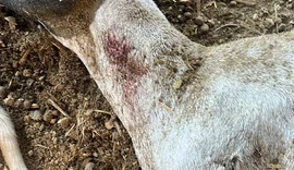 'Chupa-cabra' volta a atacar rebanho no Agreste de Alagoas