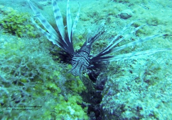 Governo alerta banhistas e pescadores sobre perigos do peixe-leão