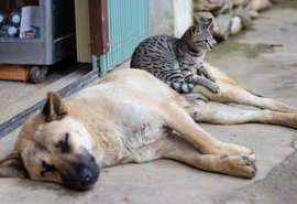 Câmara de União aprova projeto que prevê a proibição maus-tratos  contra animais