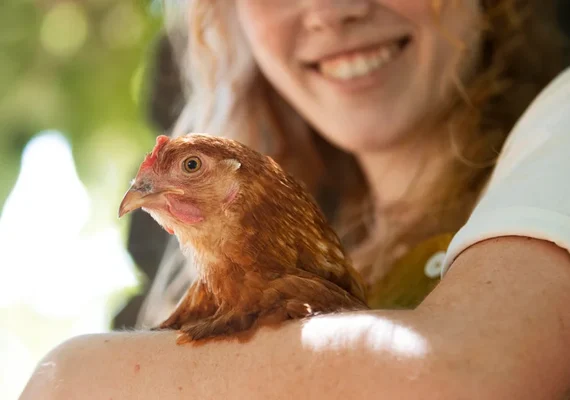 Bem-estar do animal melhora qualidade dos alimentos