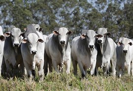 Leilão vai ofertar 330 animais com genética de resultado