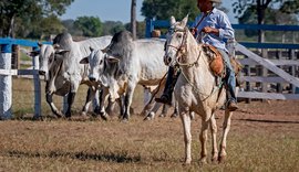 Seleção genética Capão de Angico oferta cabeceira do nelore do Pantanal