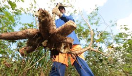 Banco do Nordeste amplia crédito para mandiocultura em AL e movimenta R$ 6,5 milhões em 2025