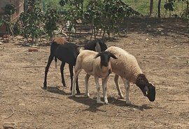 Mortes de animais sem sangue assustam comunidade em Alagoas