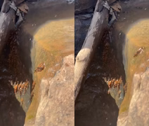 Cientistas brasileiros registram peixes raros “escalando” cachoeiras