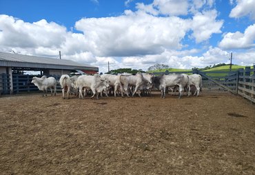Genética Nelore e tradição bicentenária da Fazenda Recanto marcam Agro Feira IBC 2026