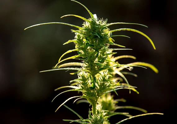 Estudo aponta que medicamento à base de THC reduz sintomas de estresse pós-traumático