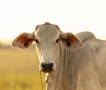 Pós-feriado: mercado de bovinos segue estável
