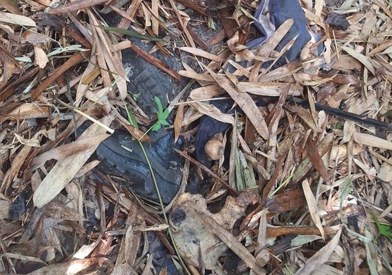 Ossada humana é encontrada em área de mata às margens da BR-101 em Pilar