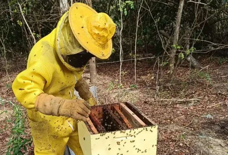 Sebrae lança projeto que vai impulsionar apicultura e meliponicultura no Sul de Alagoas
