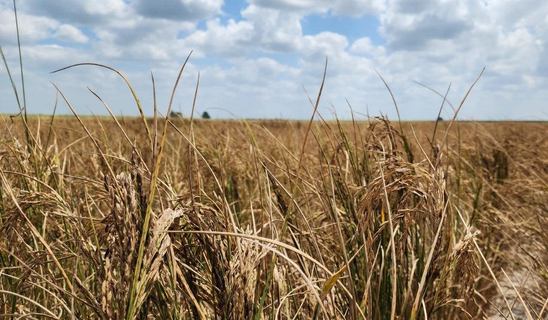 Conab faz compra histórica de arroz em AL