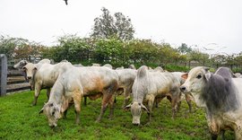 Agro Feira IBC inova no agronegócio alagoano com reflexo na pecuária nacional