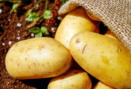 Batata pode sofrer alta de preço com produção reduzida
