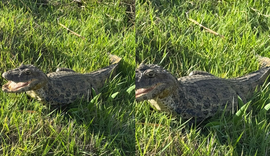 Jacaré é encontrado em terreno próximo a residências em Palmeira dos Índios