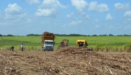 Decreto da subvenção para cana no Nordeste é publicado; saiba como participar