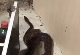Gestante encontra cobra dentro do quarto em residência na zona rural de Penedo