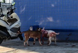 Ataque de cães da raça Bull Terrier causa desespero  na Serraria