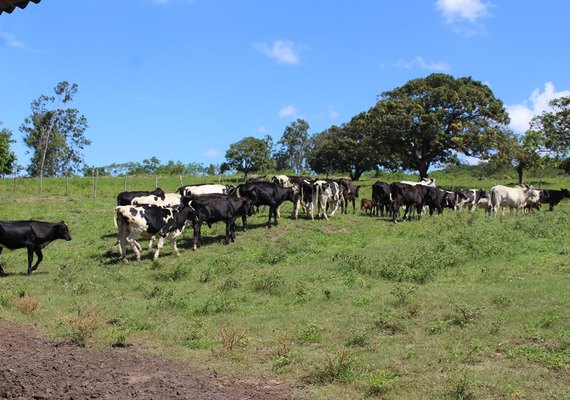 Pindorama incentiva melhoramento genético do rebanho dos produtores