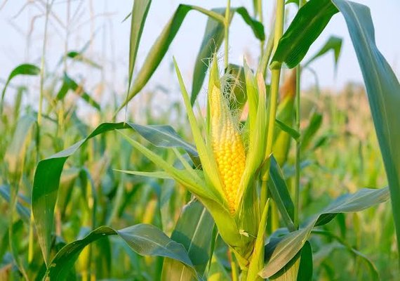 Safrinha será intensa, mesmo fora da janela